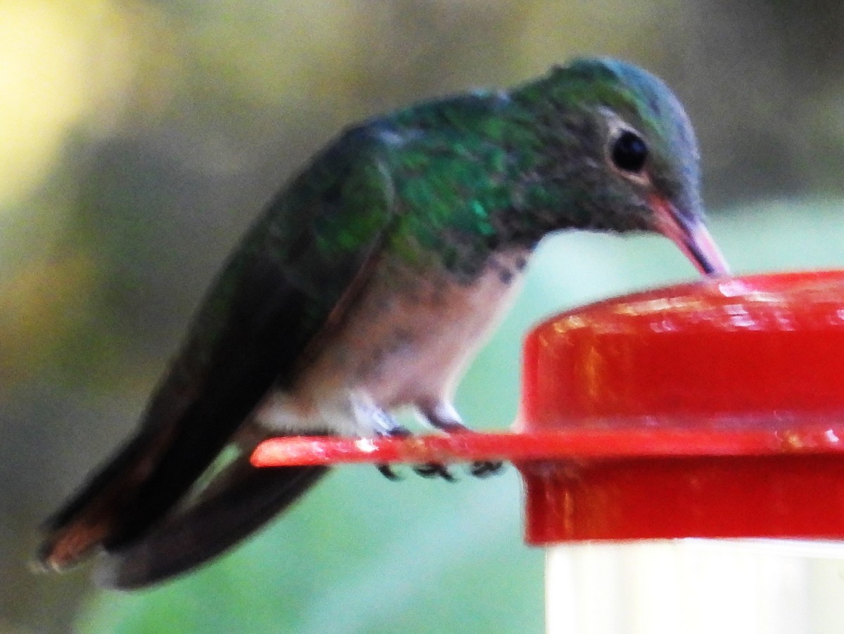 kolibřík yukatanský - ML545562671