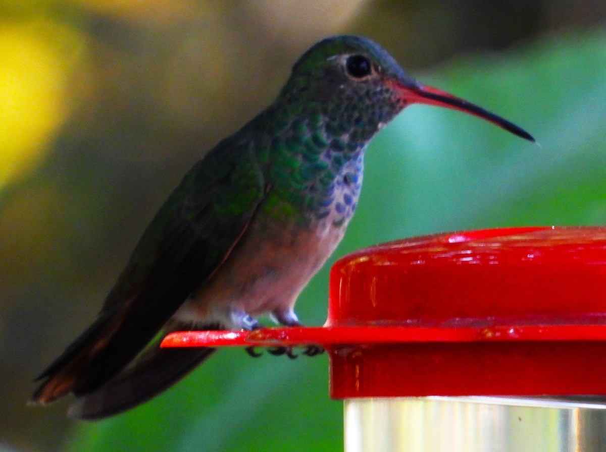 kolibřík yukatanský - ML545562681