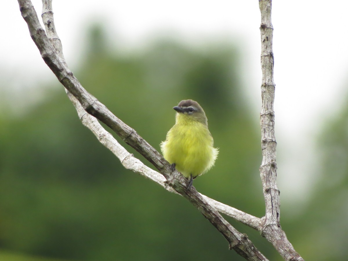 Brown-capped Tyrannulet - ML545563381