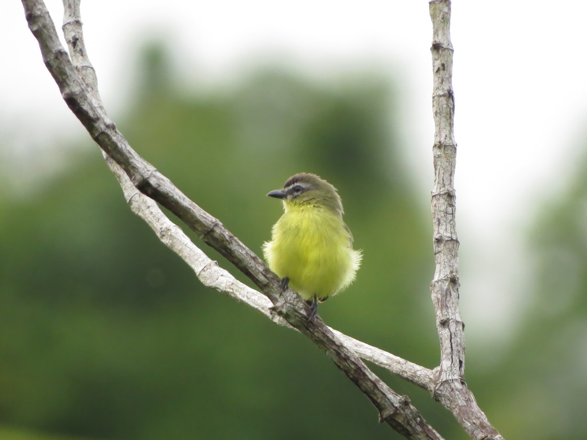 Brown-capped Tyrannulet - ML545563391