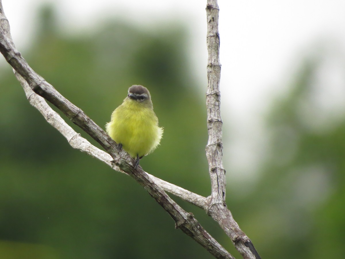 Brown-capped Tyrannulet - ML545563401