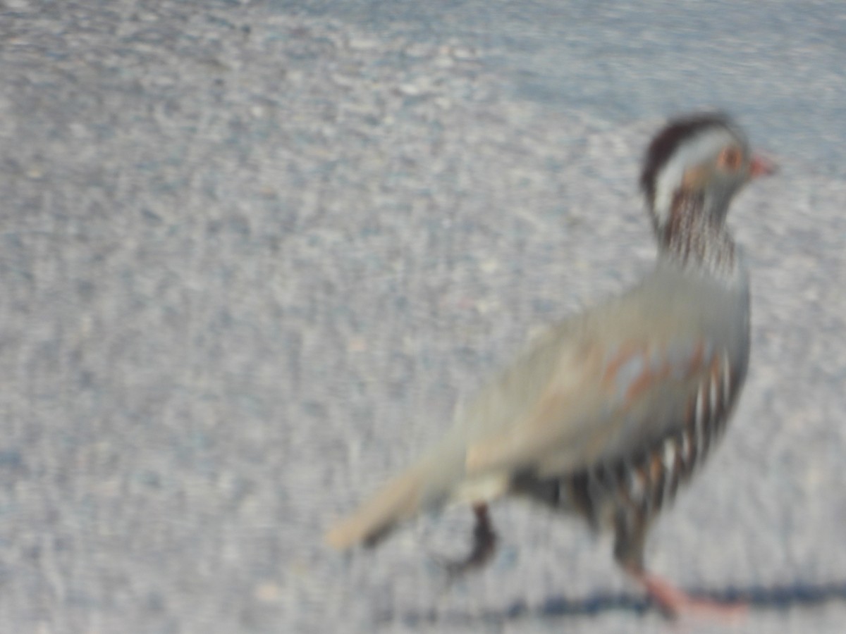 Barbary Partridge - ML545564331