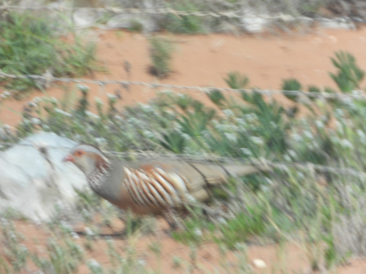 Barbary Partridge - ML545564341