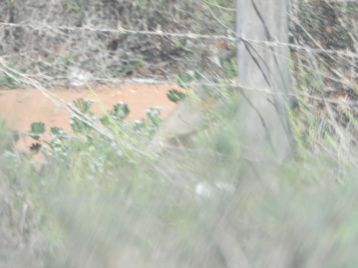 Barbary Partridge - ML545564351