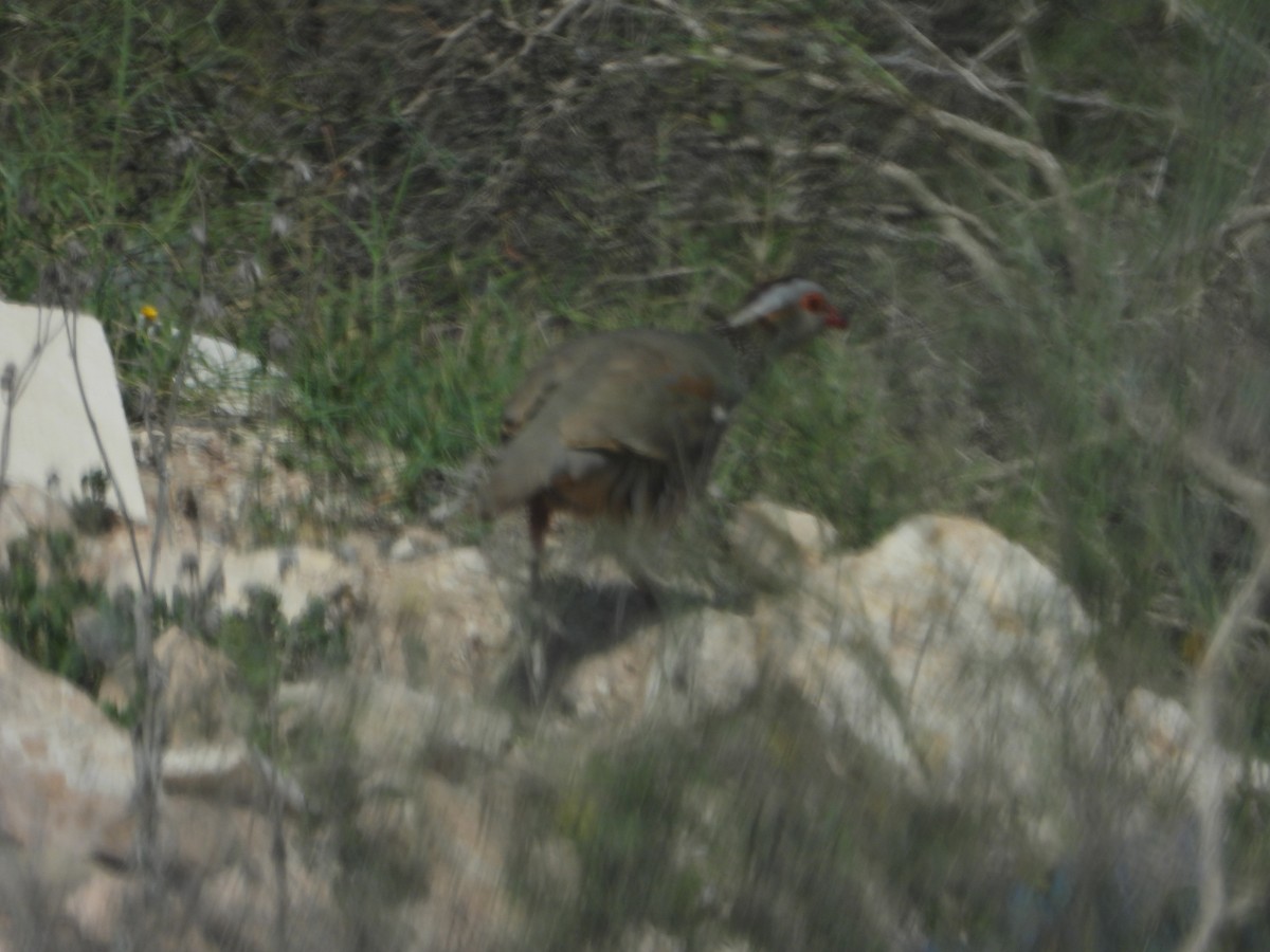 Barbary Partridge - ML545564371