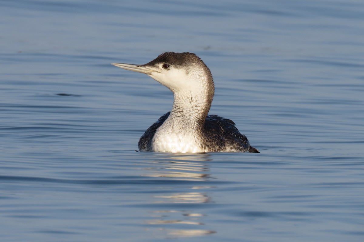 Red-throated Loon - ML54556441