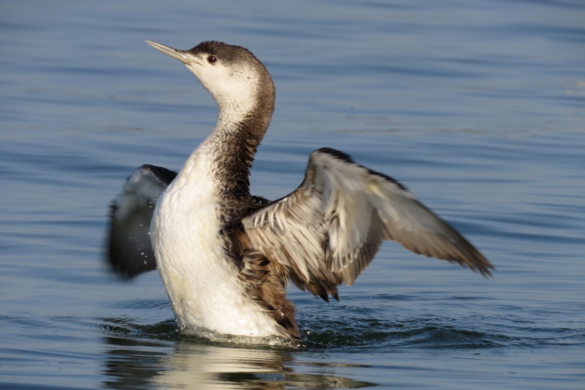 Red-throated Loon - ML54556461