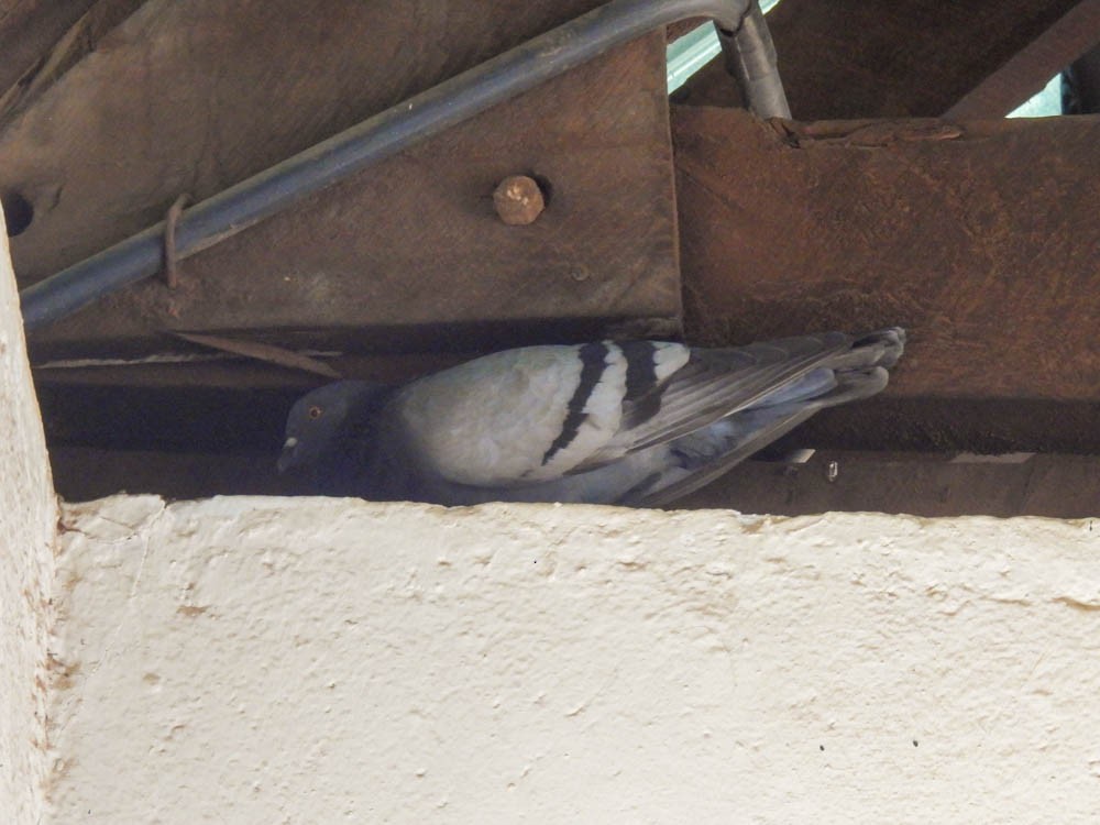 Rock Pigeon (Feral Pigeon) - ML545566181