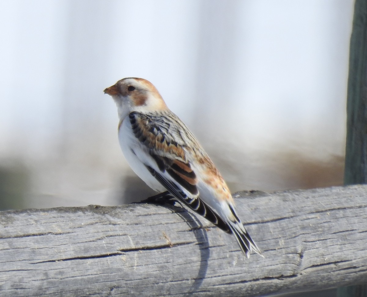 Snow Bunting - ML545567221