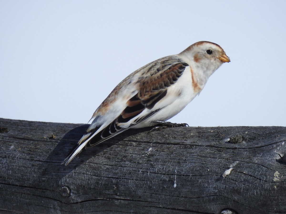 Snow Bunting - ML545567231