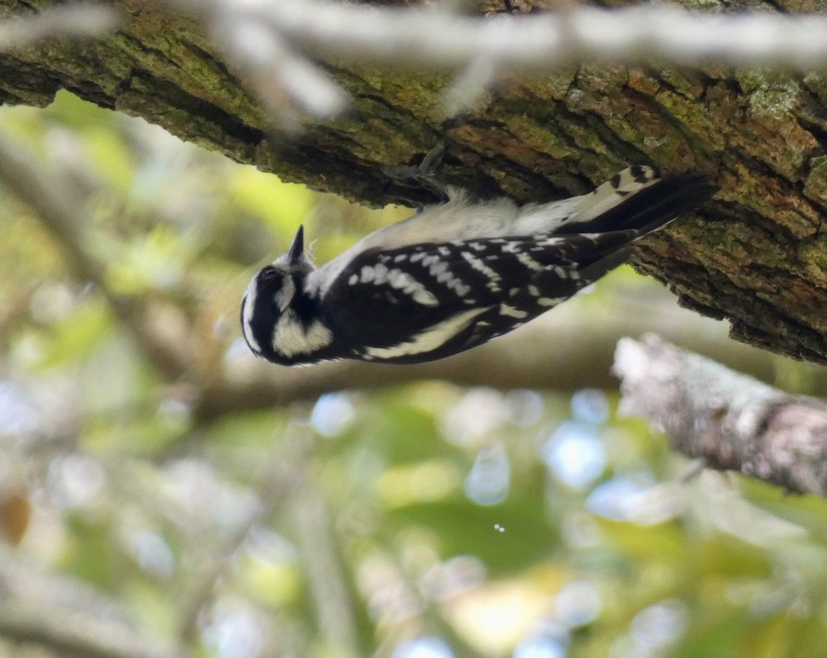 Downy Woodpecker - Gary Byerly