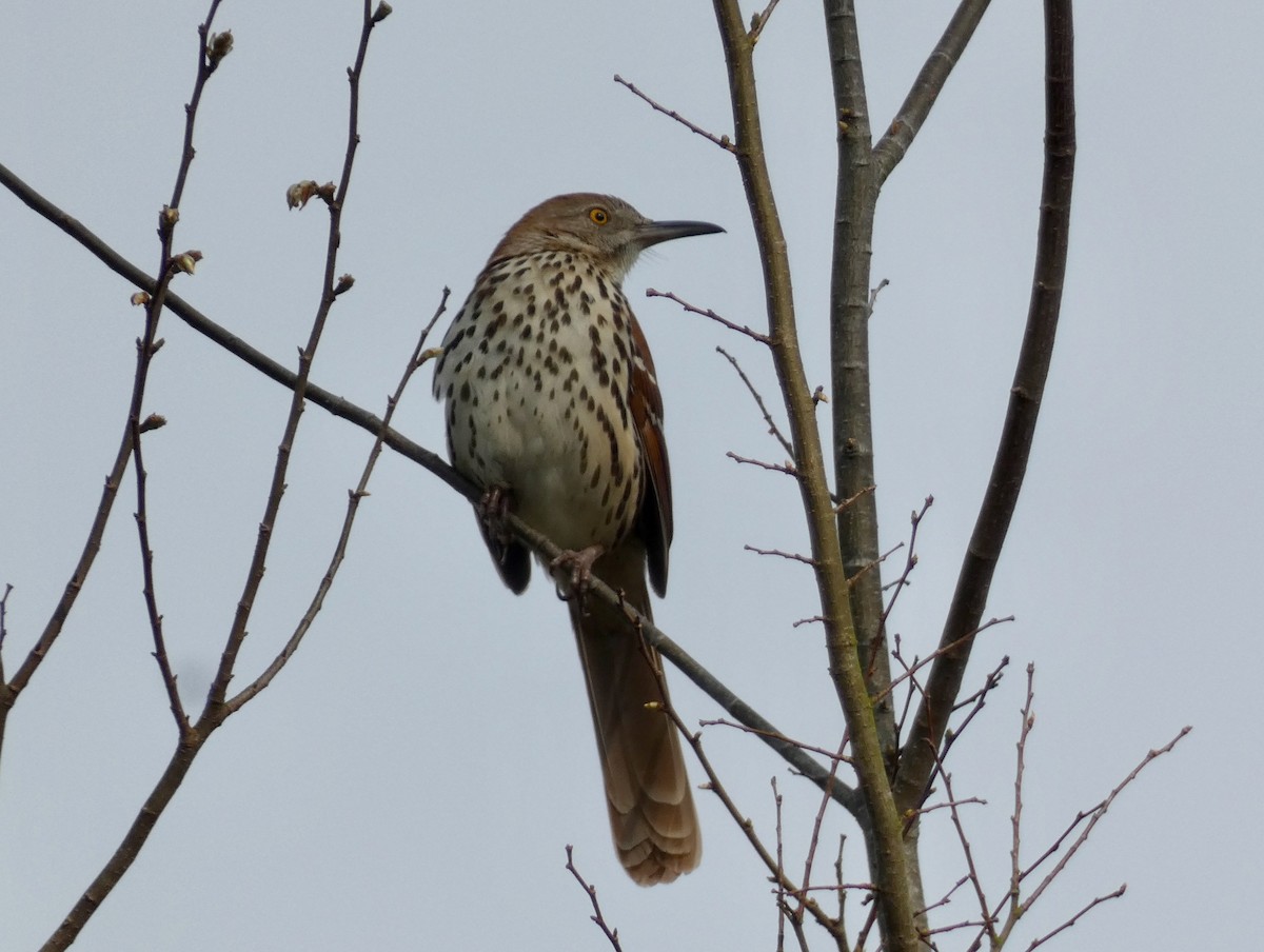 Brown Thrasher - ML545568491