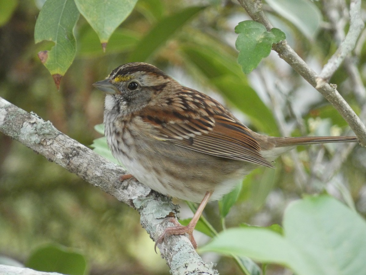 White-throated Sparrow - ML545568731