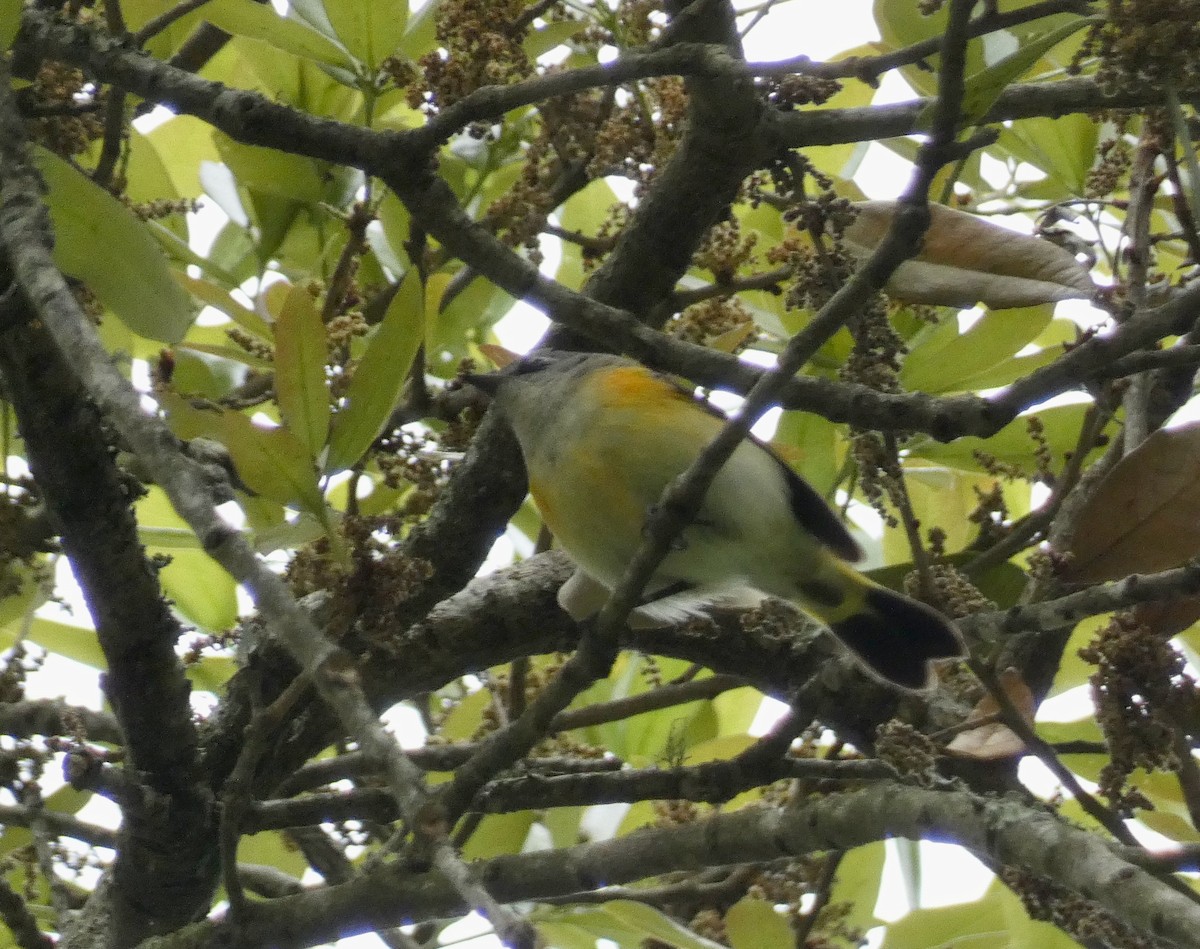 American Redstart - ML545568811