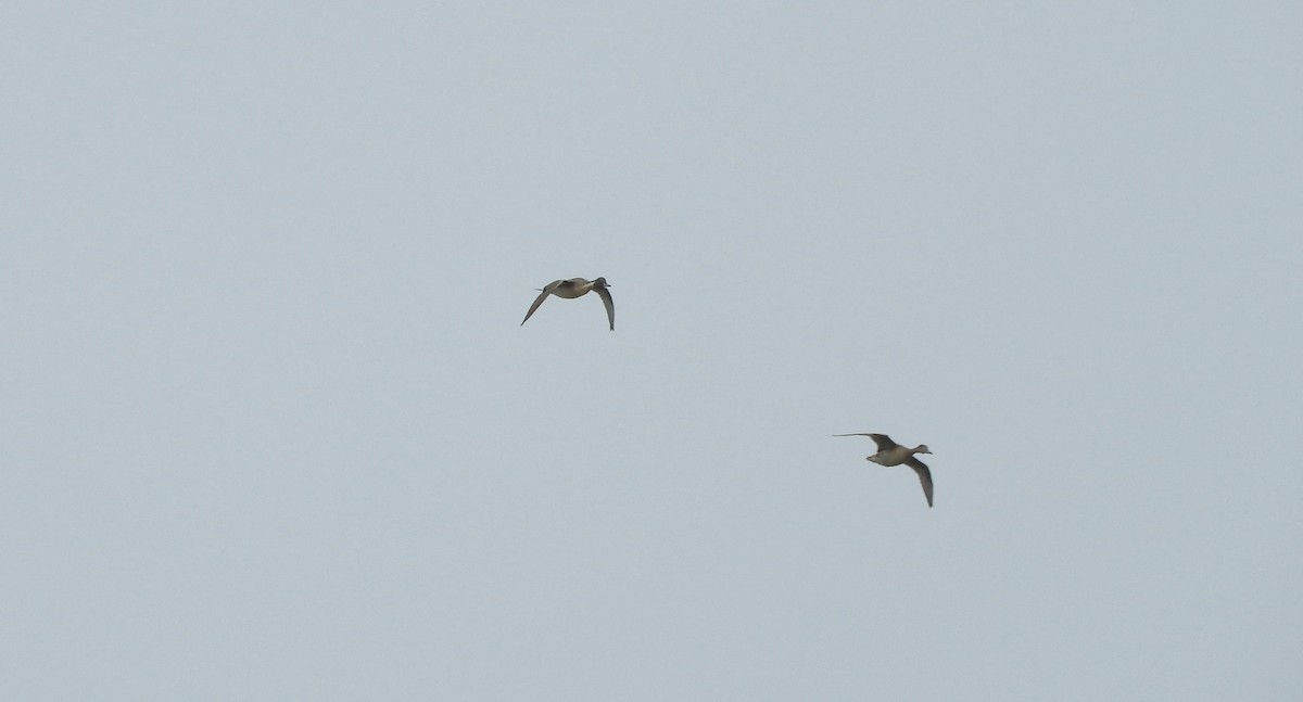 Northern Pintail - ML54556961