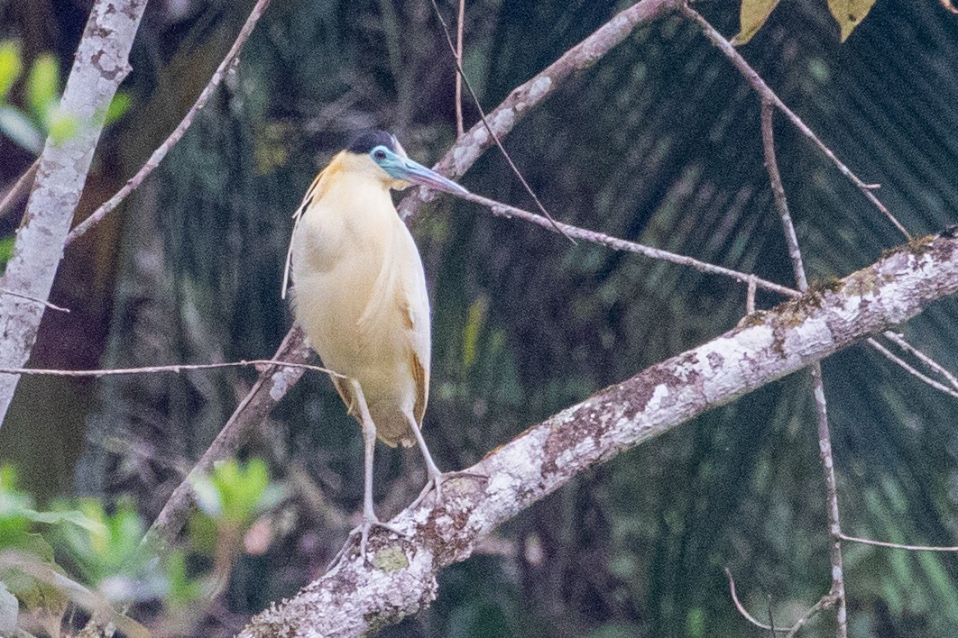 Capped Heron - ML545571321