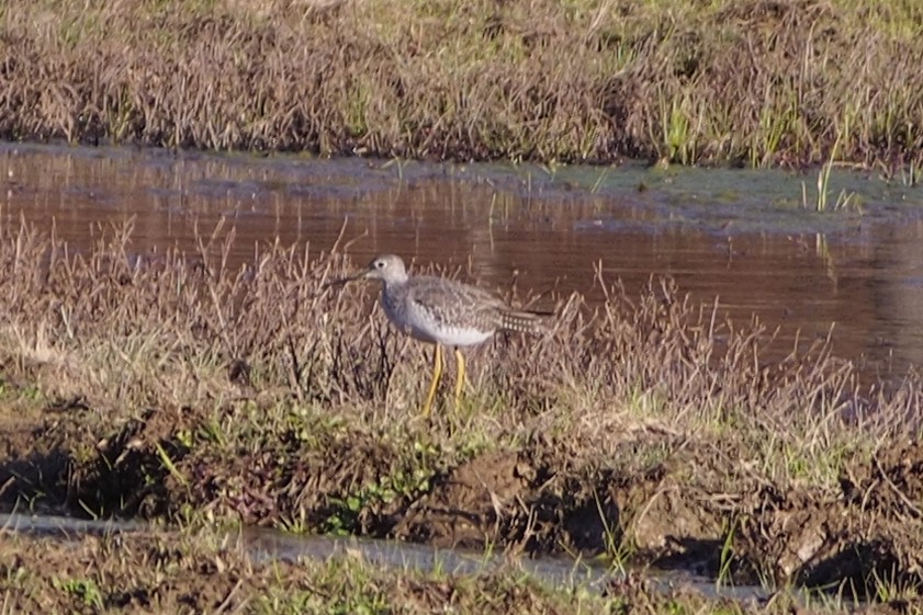 Greater Yellowlegs - ML545571461