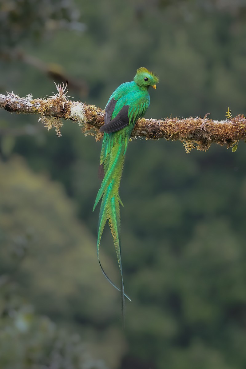 Resplendent Quetzal - ML545571581