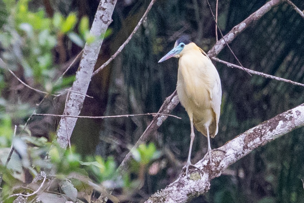 Capped Heron - ML545571821