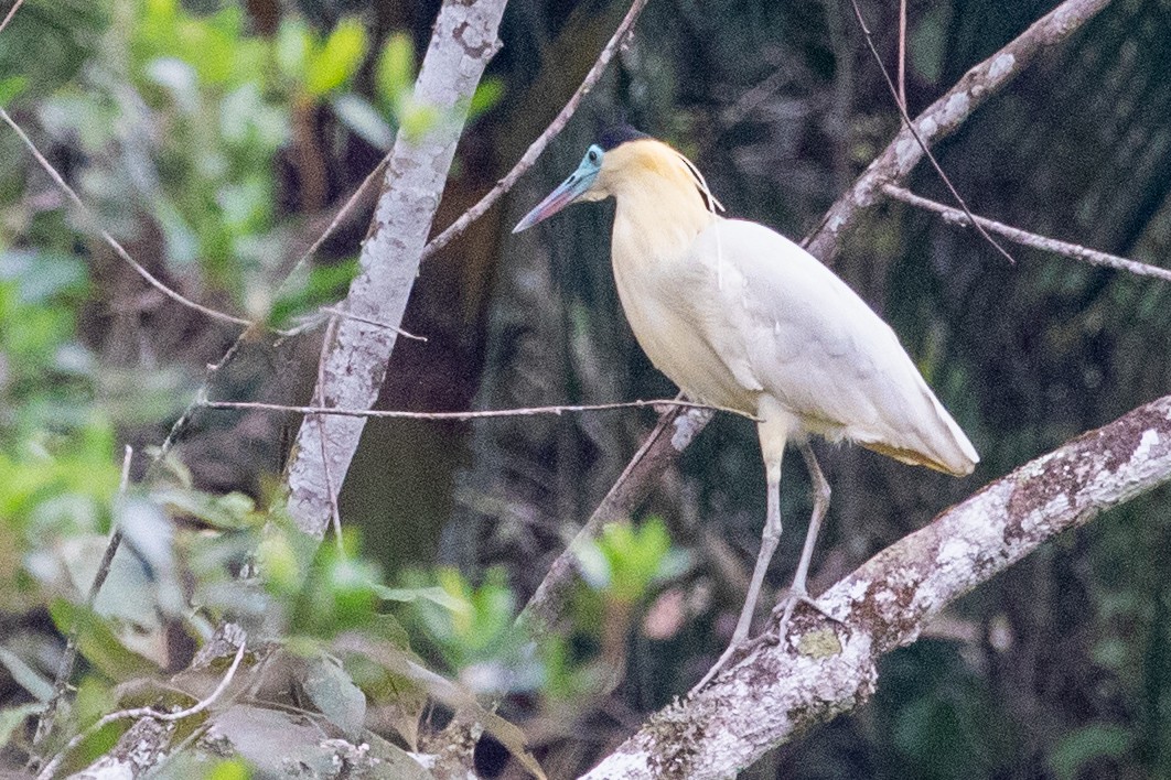 Capped Heron - ML545571861