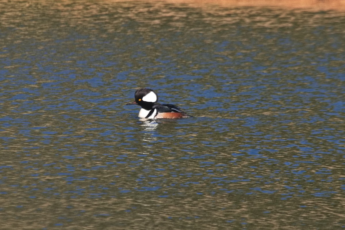 Hooded Merganser - ML545572331