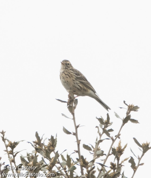 Meadow Pipit - ML545573131