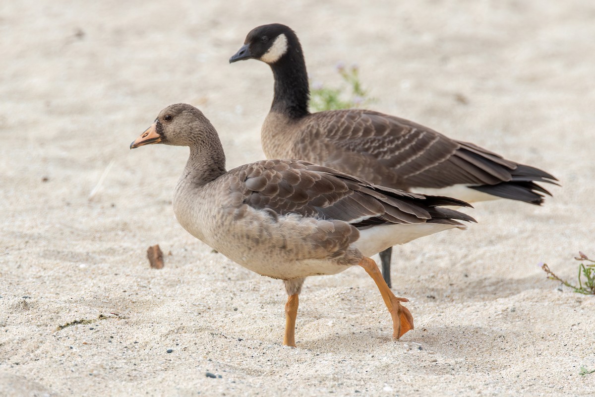 Greater White-fronted Goose - Joshua Stacy