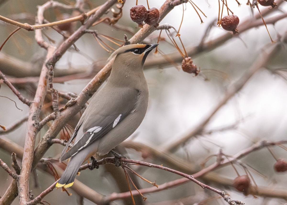 Bohemian Waxwing - ML545576181