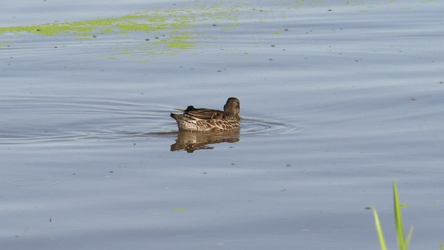 Green-winged Teal - ML545576511