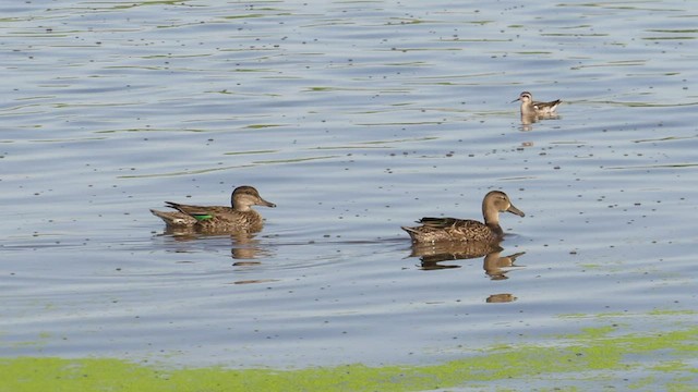 Green-winged Teal - ML545577201