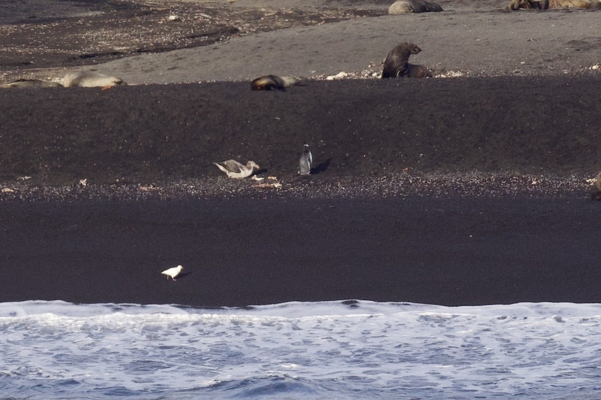 Chinstrap Penguin - ML545577541