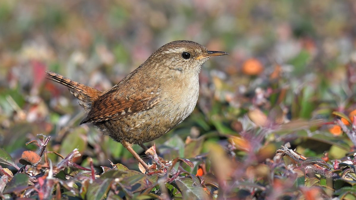 Eurasian Wren (Eurasian) - ML545579041