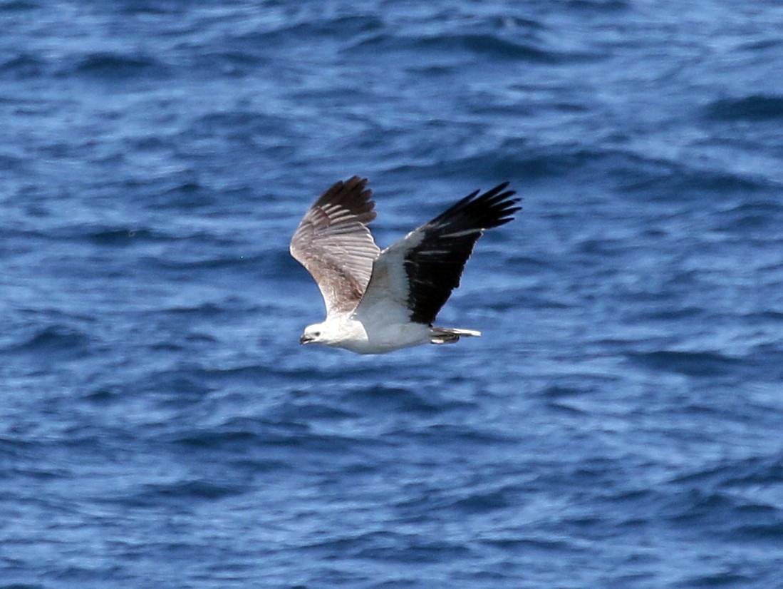 White-bellied Sea-Eagle - ML54557921