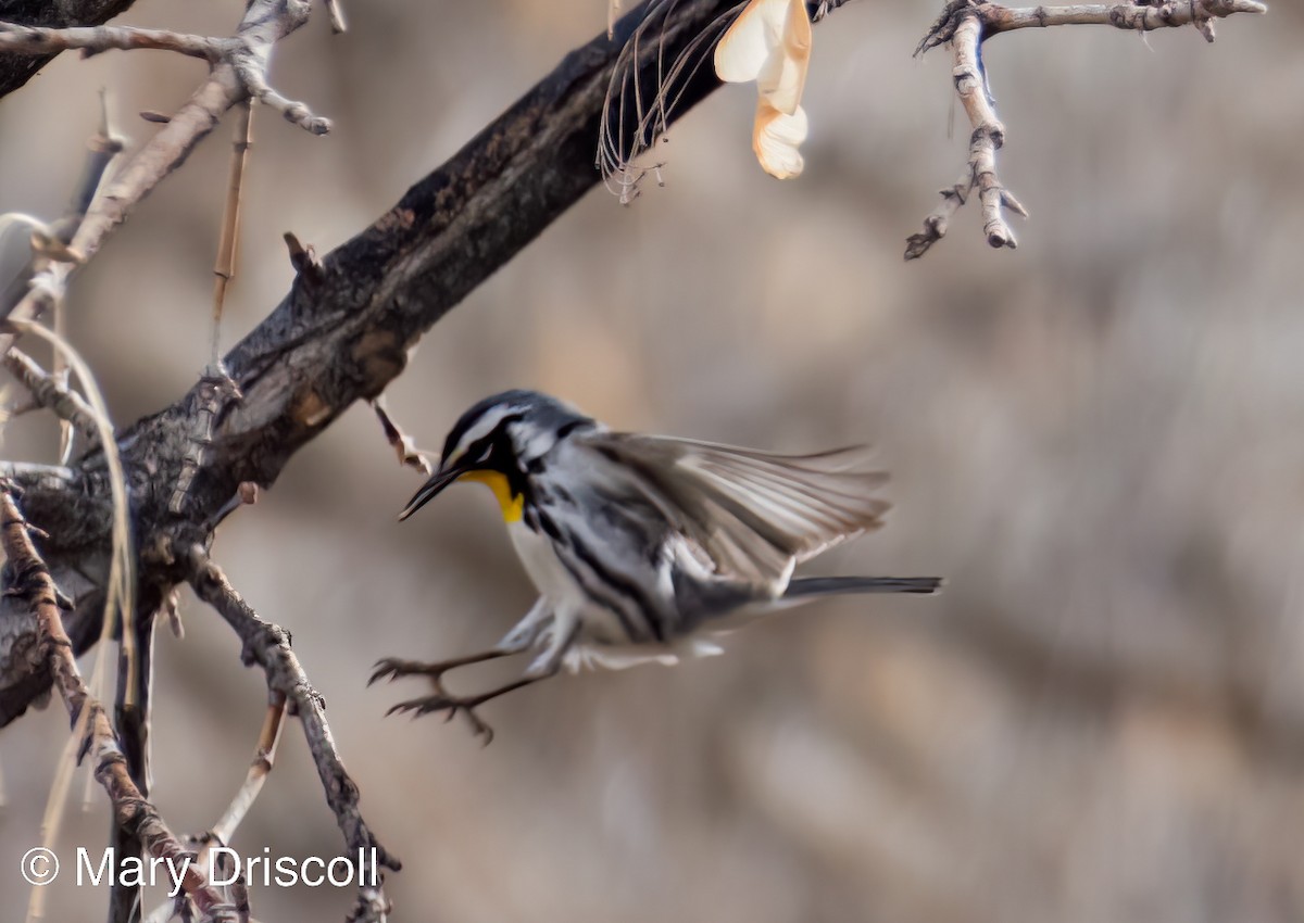 Yellow-throated Warbler - ML545580161