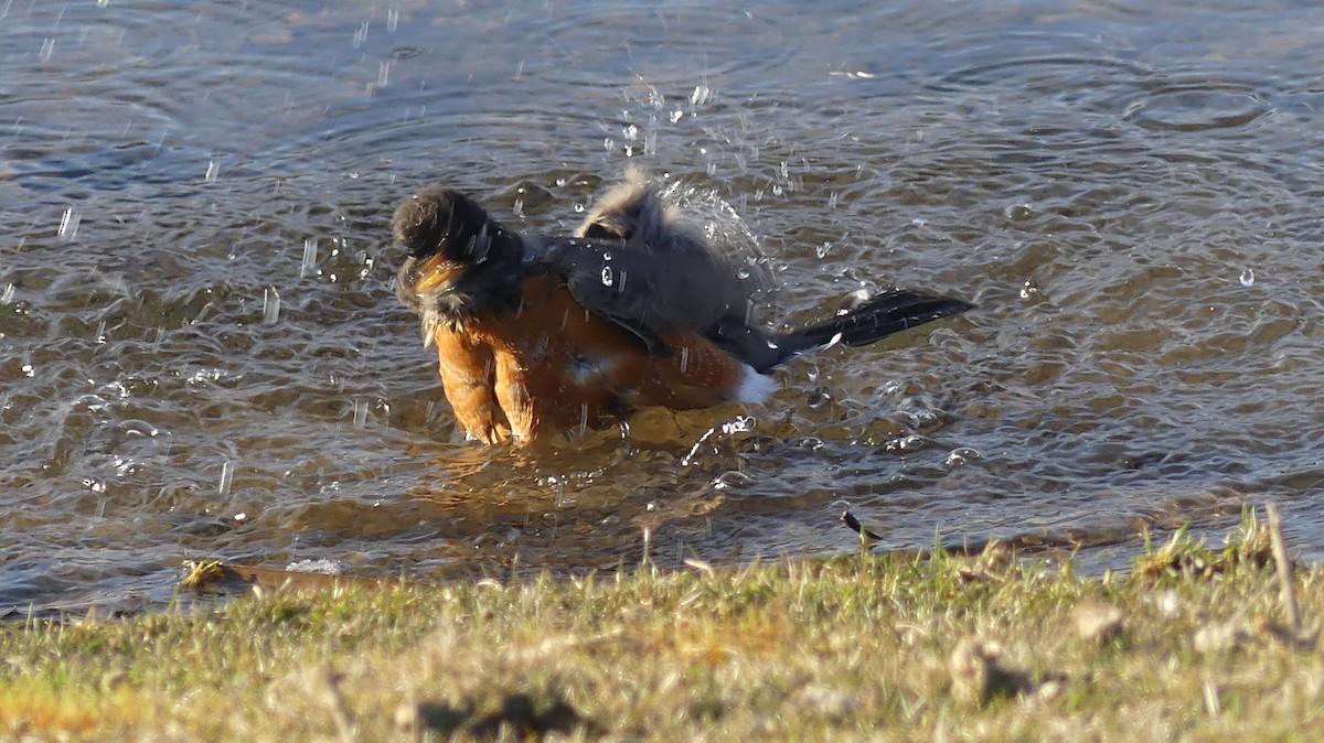 American Robin - ML545580891