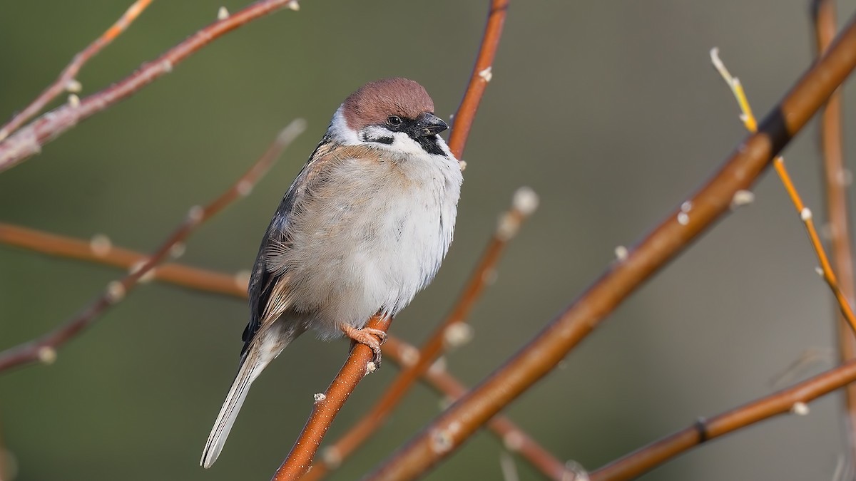 Eurasian Tree Sparrow - ML545582291