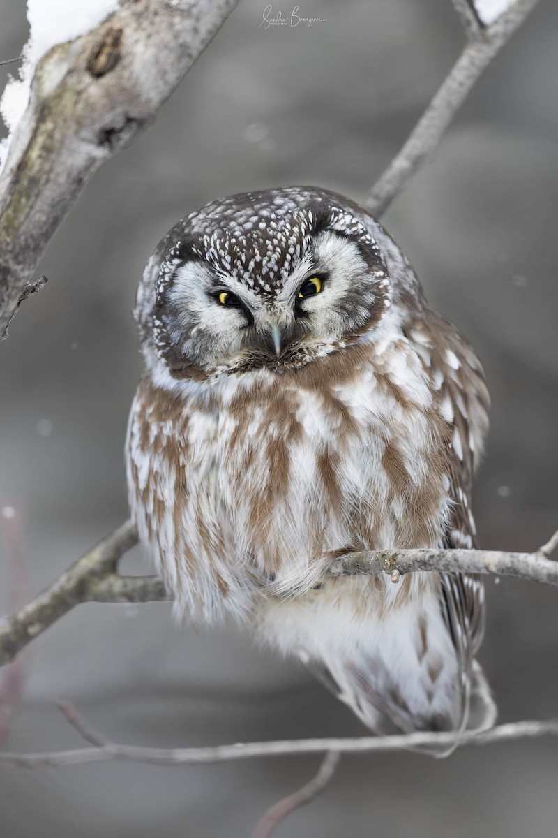 Boreal Owl - ML545584191