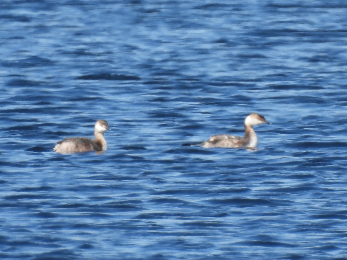 Horned Grebe - ML545584551