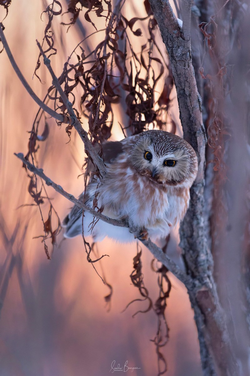 Northern Saw-whet Owl - ML545585041