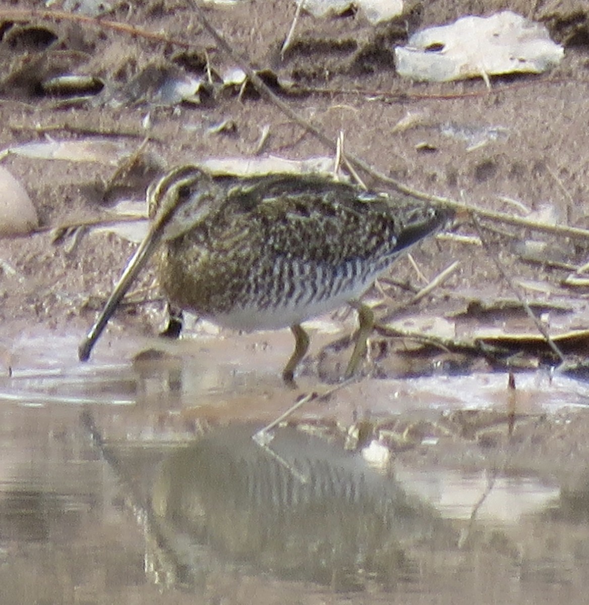 Wilson's Snipe - ML545585181