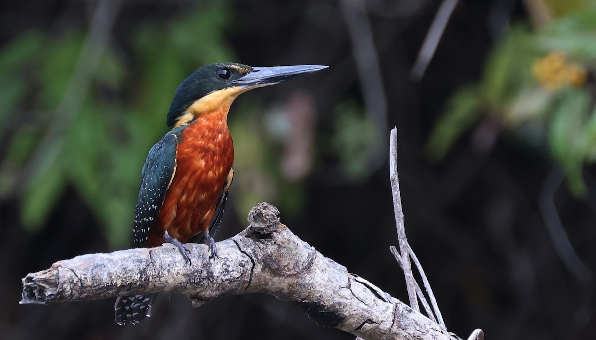 Green-and-rufous Kingfisher - ML545585301