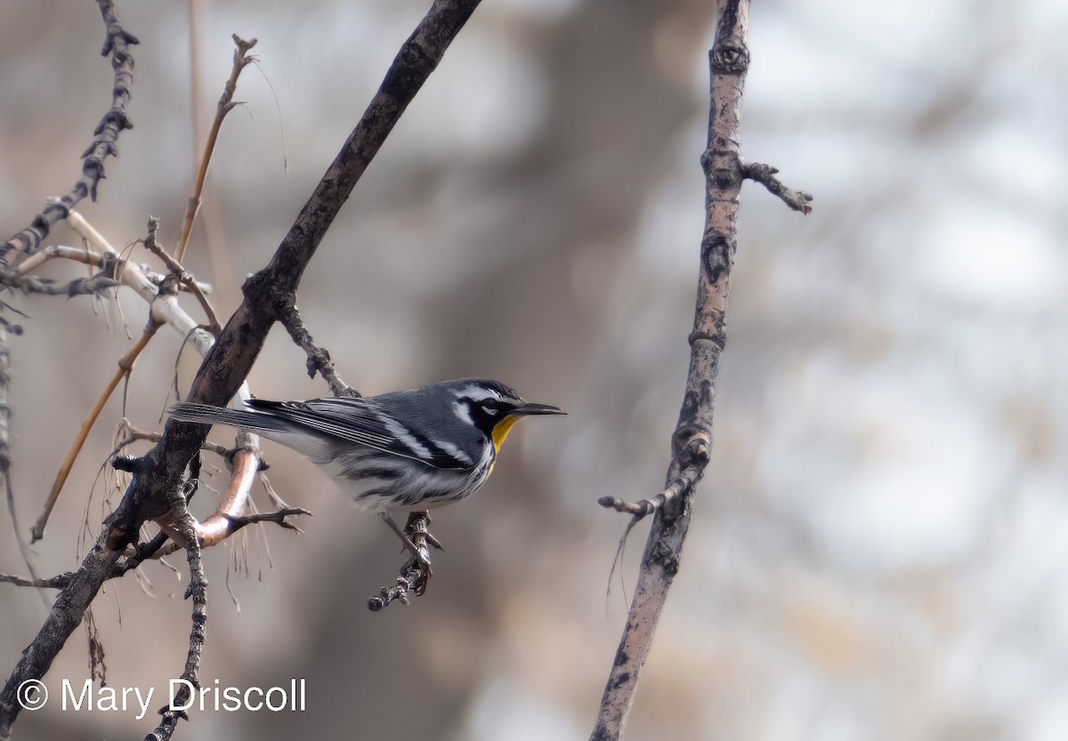 Yellow-throated Warbler - ML545585611