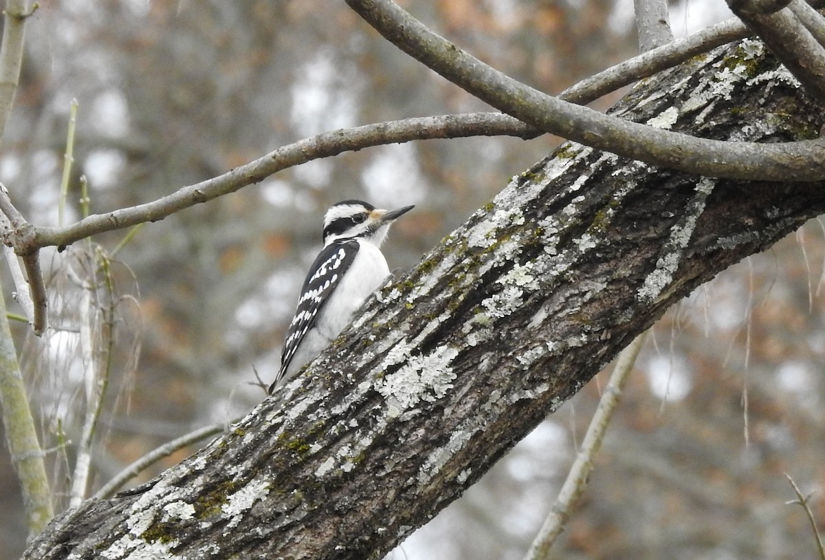 Hairy Woodpecker - ML545586381