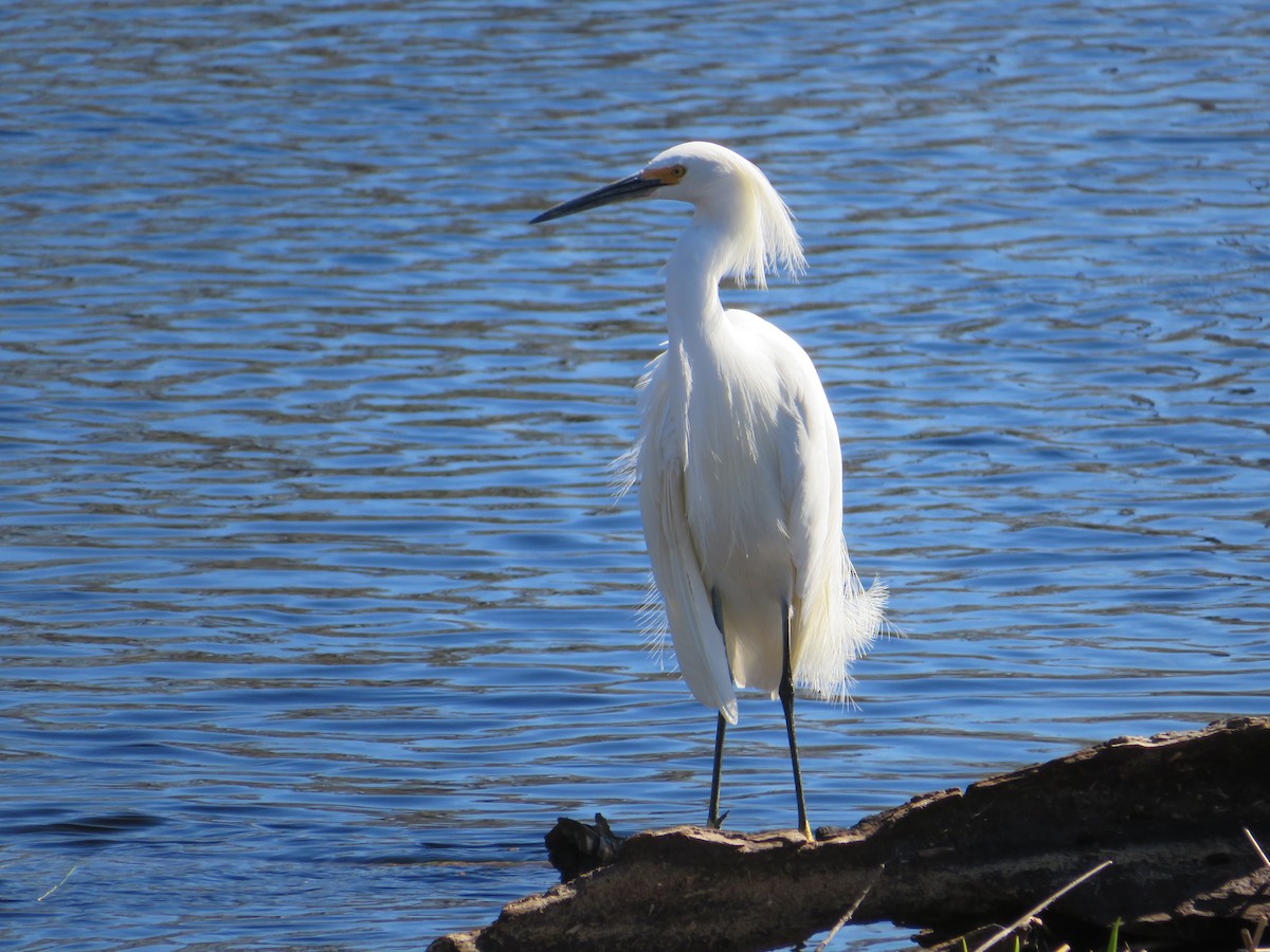 Snowy Egret - ML545588491