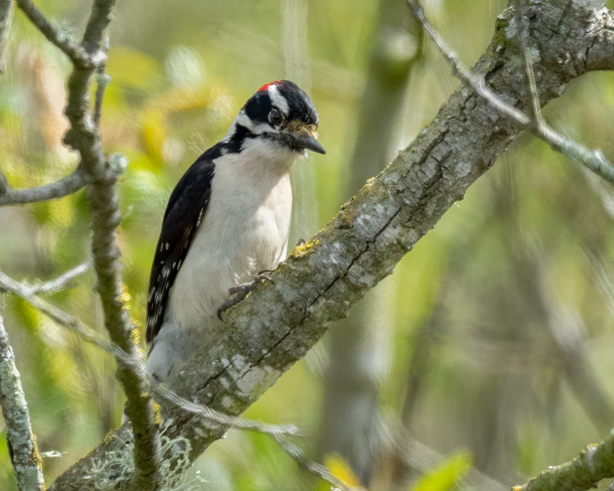 Downy Woodpecker - Sue Cook