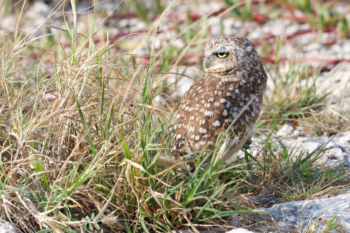 Burrowing Owl - ML545589751