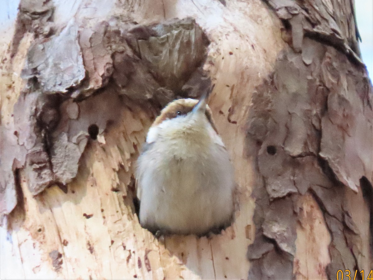 Brown-headed Nuthatch - ML545589971