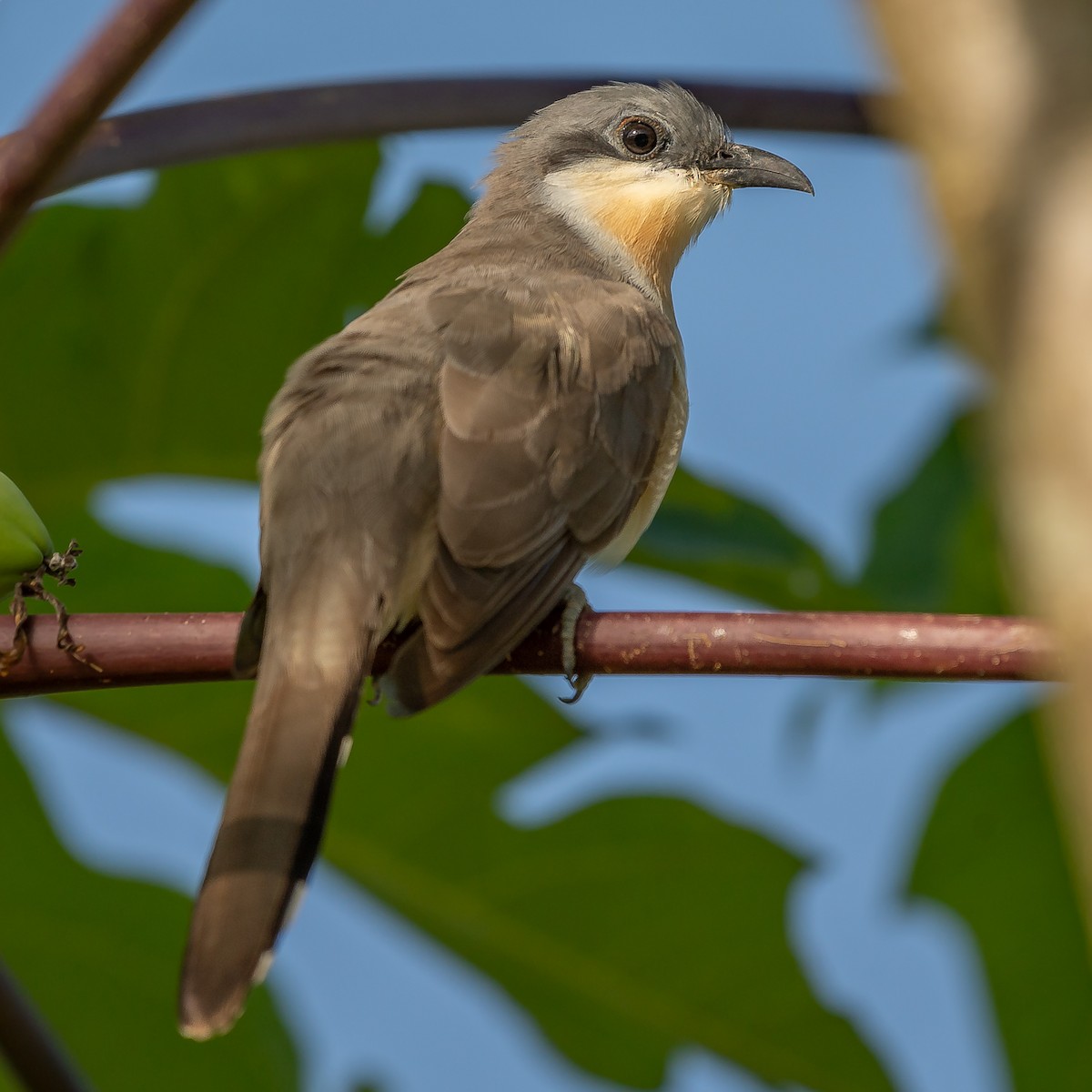 Dark-billed Cuckoo - ML545590131