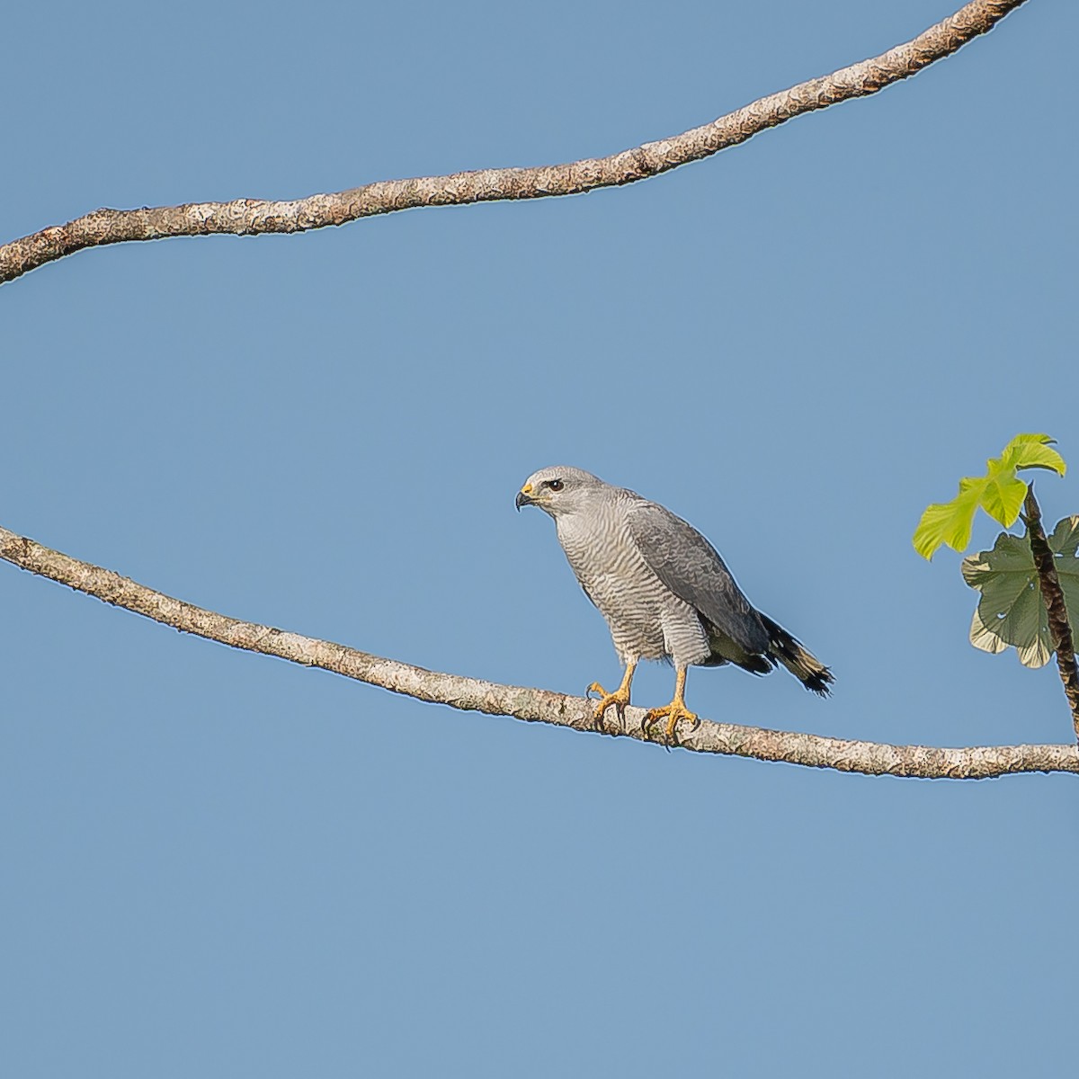 Gray-lined Hawk - ML545590341