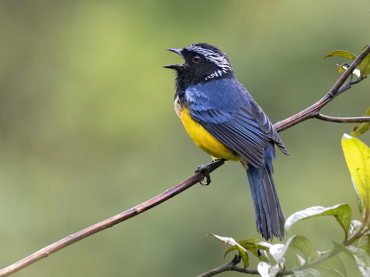 Buff-banded Mountain Tanager - Andres Vasquez Noboa